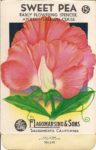 hey there lil' sweet pea hey there lil' sweet pea